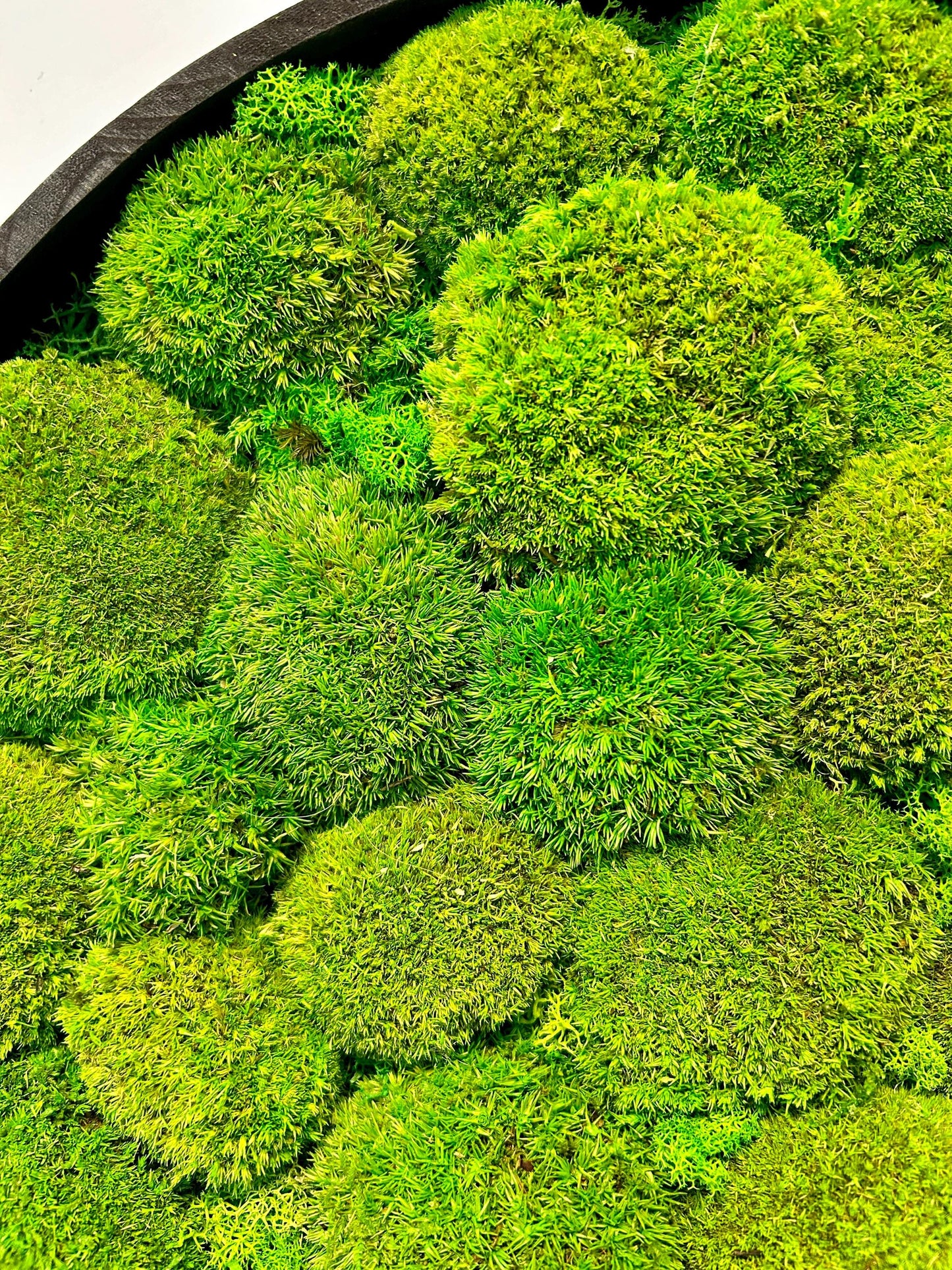 Tableau végétal stabilisé “Oasis”