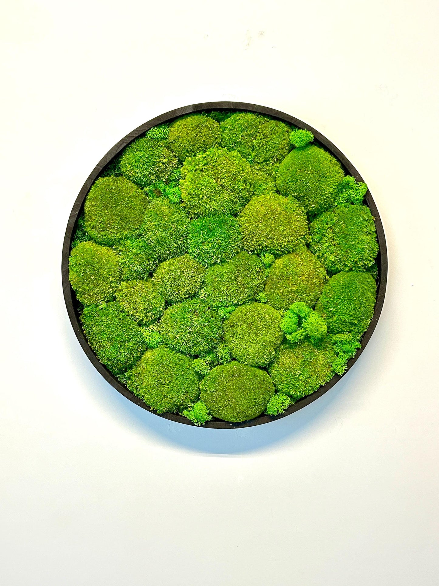 Tableau végétal stabilisé “Oasis”