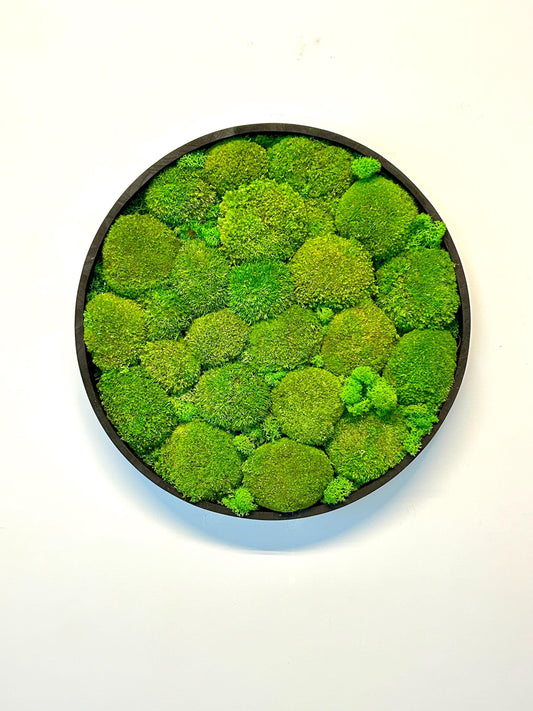 Tableau végétal stabilisé “Oasis”