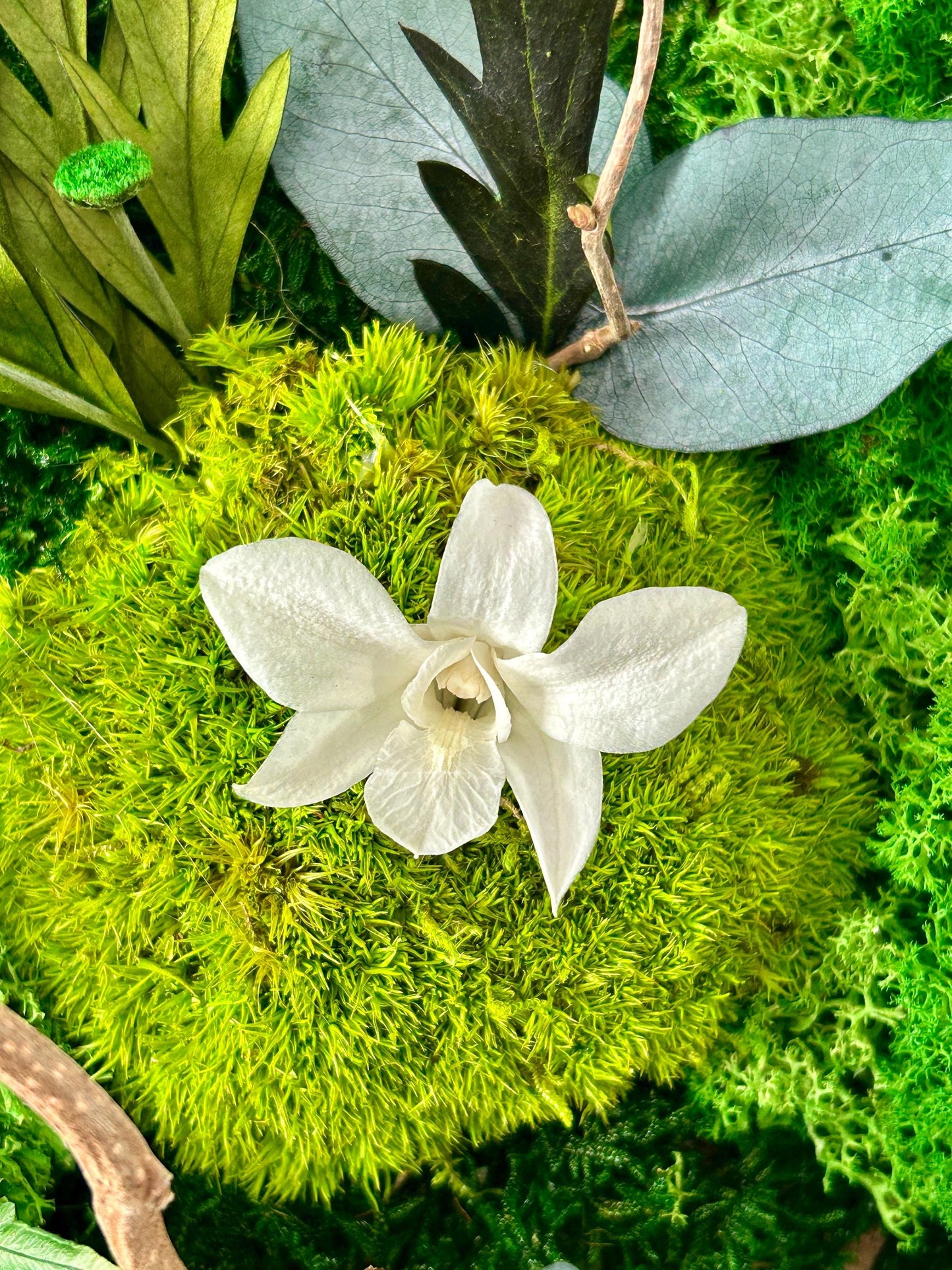 Tableau végétal stabilisé “Calista”