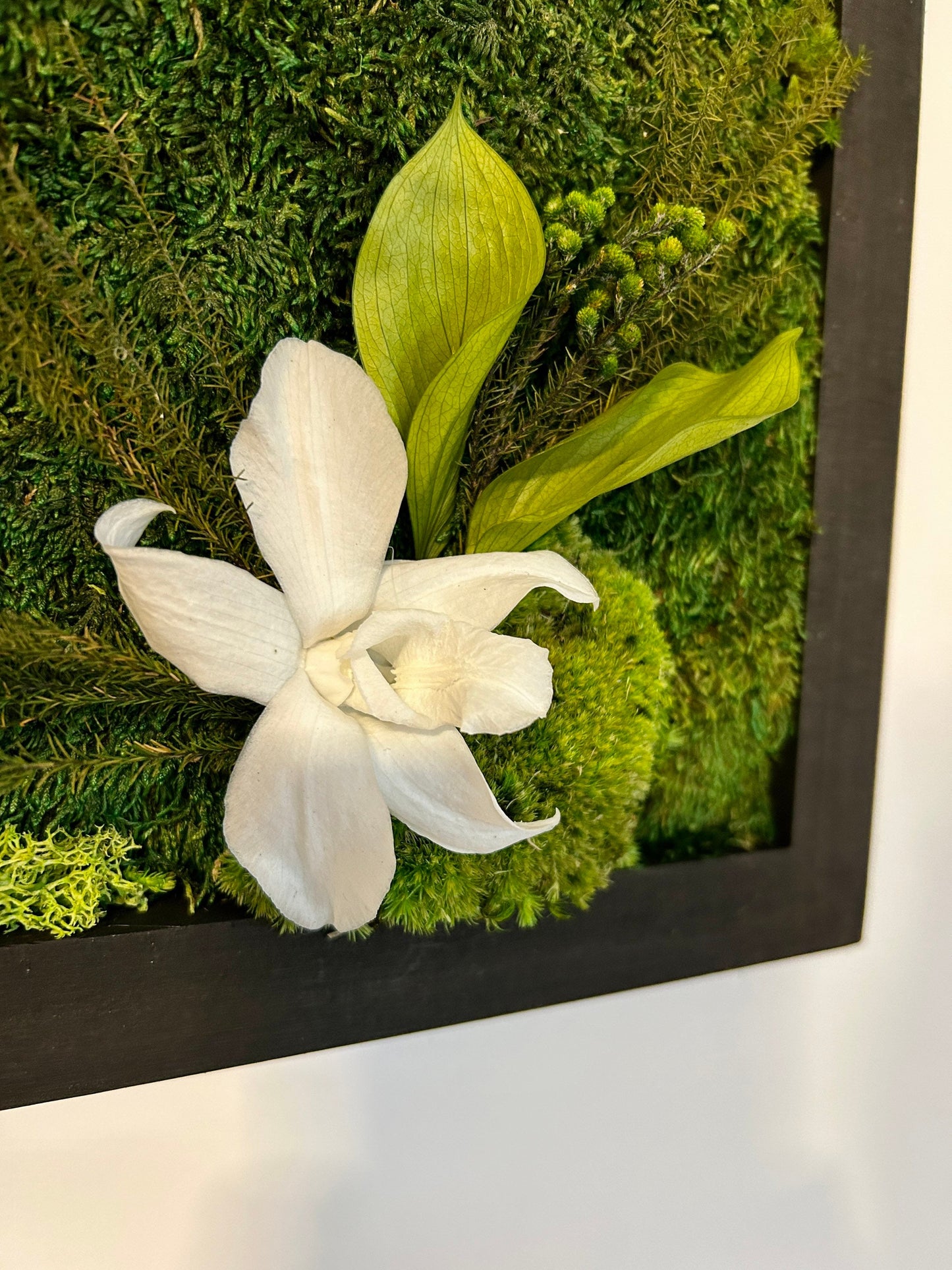 Tableau végétal stabilisé “Cattleya”